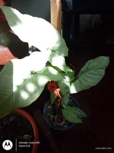 GrachuV. en Hamelin: Flora, Syngonium podophyllum, ☘️☘️☘️☘️☘️