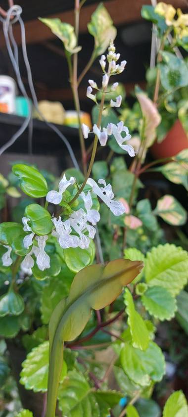 Candesandez1 en Hamelin: Flora  (Ciudad de Buenos Aires), Plectranthus verticillatus
