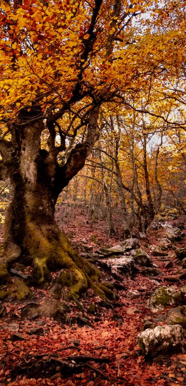 Leticiavitutia en Hamelin: Paisaje, #otoño #hayedodelapedrosa 