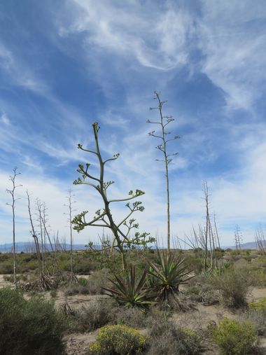 Solerantonio2 en Hamelin: Paisaje  (Almería), Coincidencias visuales