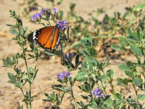 Estelanf1994 en Hamelin: Paisaje  (Sevilla), Preciosa mariposa otoñal, Sevilla.

#hamelin2020 #hamelin #hamelinice20 #paisaje #paisajes #mariposa #flor 