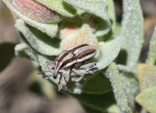 Solerantonio2 en Hamelin: Fauna  (Laujar de Andarax), Insecto