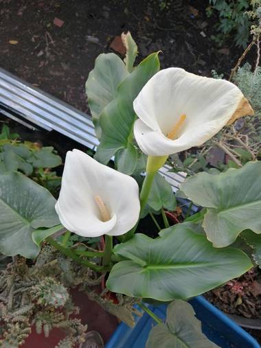 Lorenavallejo27 en Hamelin: Flora, Zantedeschia aethiopica, En el jardín de mí casa lindos #Anturios #colombia #boyacá #Garagoa #mícasa