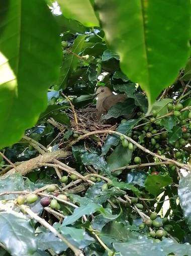 Jesudavid19 en Hamelin: Fauna  (Cali)