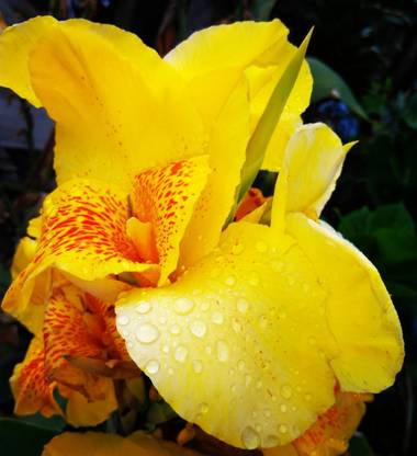 Bibianafrancop en Hamelin: Flora, Canna indica