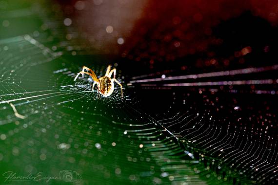 Florentinoeugenio en Hamelin: Fauna  (San Fernando de Henares), #araña 