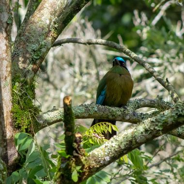 danielhincapie230979 en Hamelin: Fauna  (Copacabana), Momotus aequatorialis Gould, 1858, #naturaleza #wildlife #nature #faunadecolombia #fauna #colombia #b...