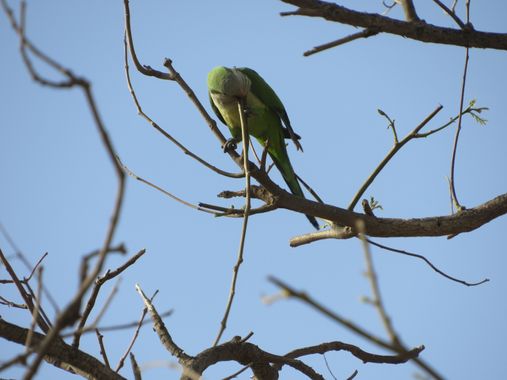 Solerantonio2 en Hamelin: Fauna  (Almería), Myiopsitta monachus cotorra (Vieillot, 1818), Cotorra argentina