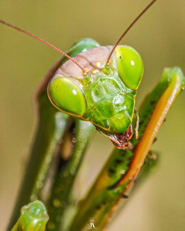 Jose Alza Dsn en Hamelin: Fauna  (l'Ametlla de Mar), Saborea cada momento 😁😁

#macro #closeup #animal #insecto #mantis #mantisreligiosa #fauna #naturalez...