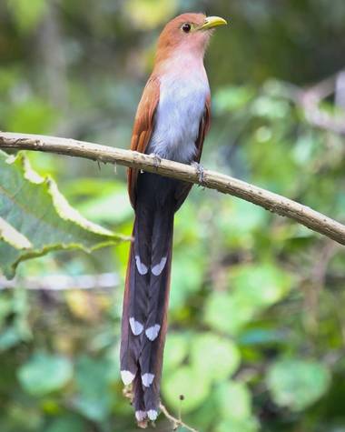 jhonathanmiranda1 en Hamelin: Fauna  (Los Salias), Piaya cayana (Linnaeus, 1766), Hermosa postura

#aves21 #avesdevenezuela #birdsofvenezuela 