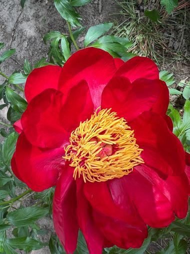 Eudimer20 en Hamelin: Flora, #flower