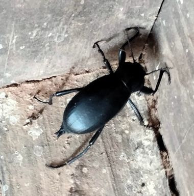 Solerantonio2 en Hamelin: Fauna  (Níjar), Insecto