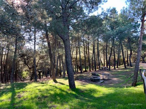 Manubarbecho en Hamelin: Paisaje  (Córdoba), #ParquesyJardines      Parque Forestal Los Villares (Córdoba) 