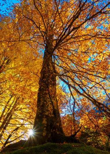 crisphotography72 en Hamelin: Flora  (Torla-Ordesa), Colores de otoño