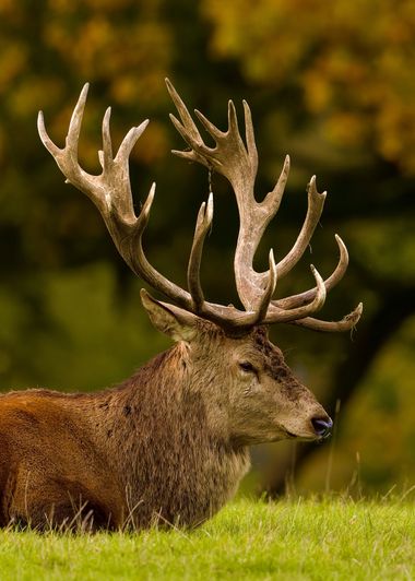 Jozsef Baricz en Hamelin: Fauna, Resting in middle of autumn 🦌

#animal #animals #wildlifephotography #wild #deer #deers #nature #natural #outdoor #outdo...