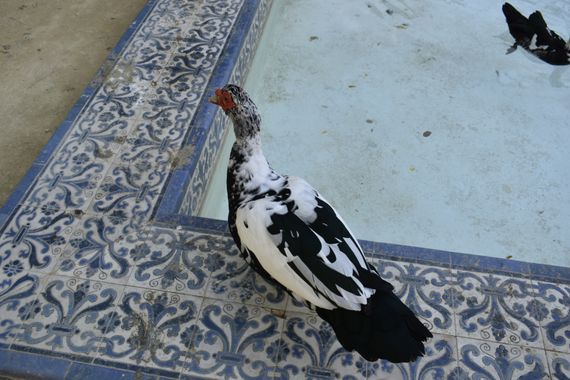 Solerantonio2 en Hamelin: Fauna  (Almería), Cairina moschata var. moschata, Ave