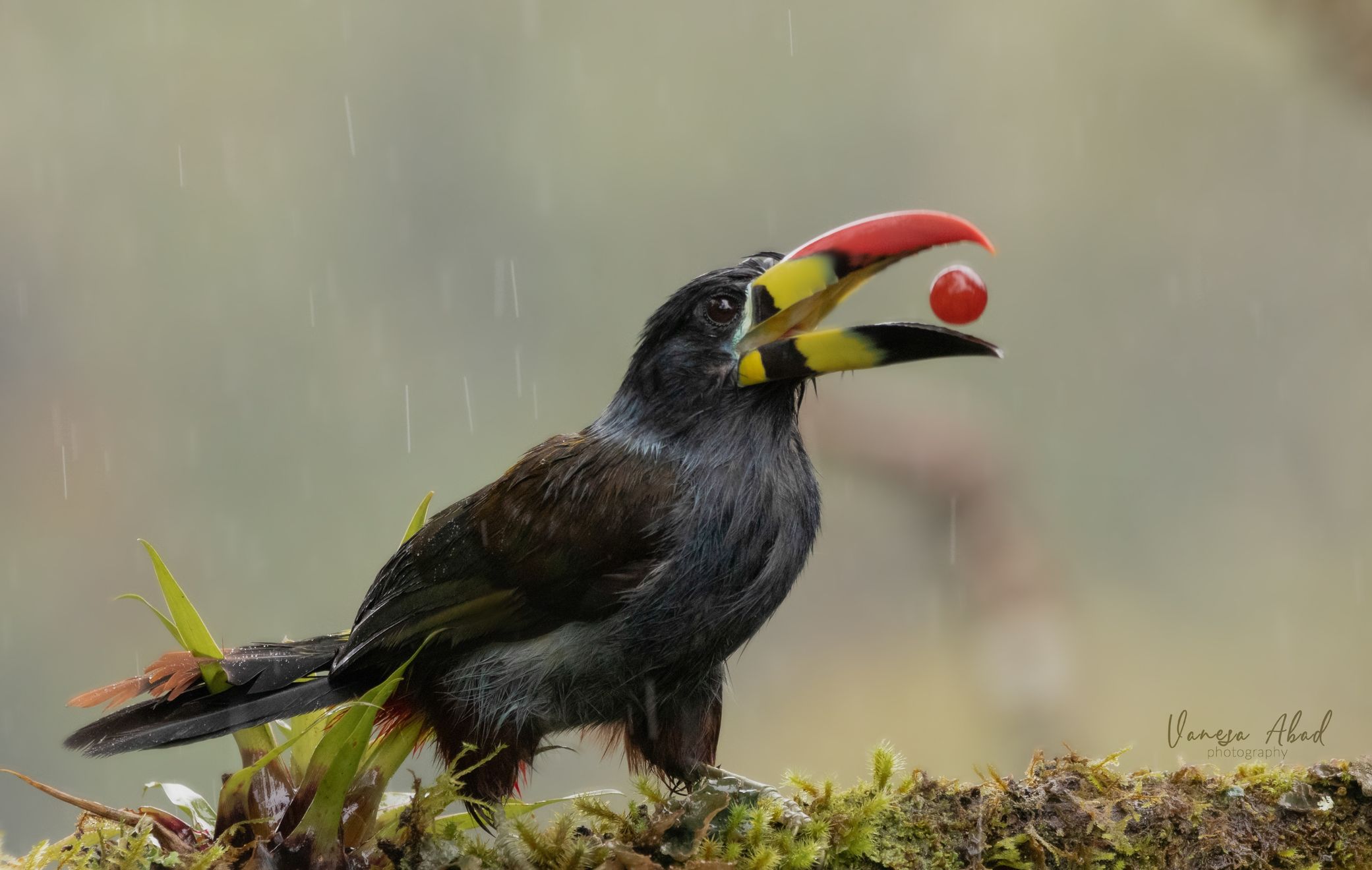 Fotografía ganadora de la semana