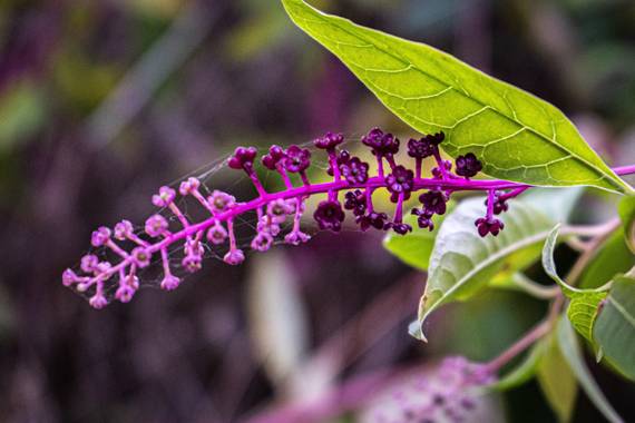Dominrueda en Hamelin: Flora, Phytolacca americana, #flora21 