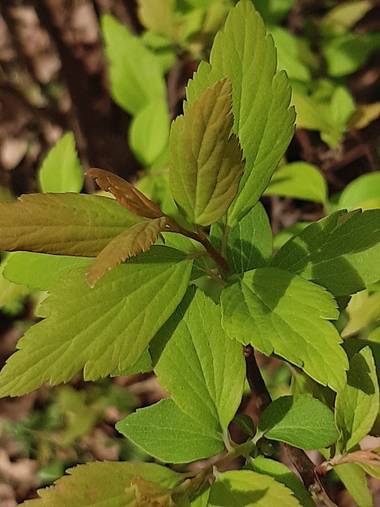 Mpinfante en Hamelin: Flora, Spiraea japonica, .