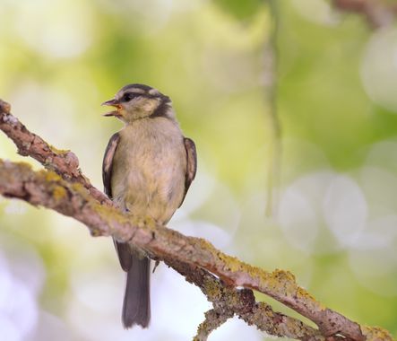 Pedro en Hamelin: Fauna  (Pamplona), Cyanistes caeruleus (Linnaeus, 1758), Cría de Herrerillo comun?
#cumplehamelin 
 #aves