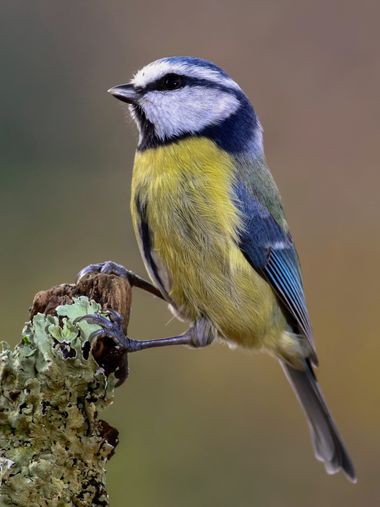 Pablosdoc en Hamelin: Fauna  (el Pont de Vilomara i Rocafort), Cyanistes caeruleus (Linnaeus, 1758), #hamelin #ave #birds #aves #naturaleza #nature #fauna 