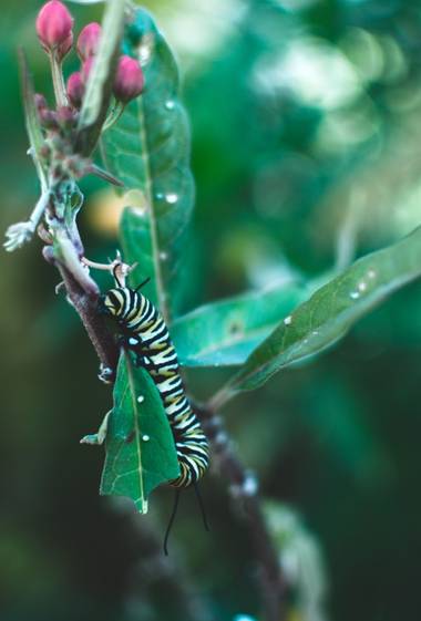 Toti Suárez en Hamelin: Fauna  (Telde), De un paseo pude disfrutar de este maravilloso gusano...
#gusano #fauna #flora #hojas #verde #hamelin #hamelin21 