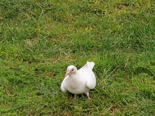 Yamira Guijarro  en Hamelin: Fauna, Naturaleza 
Vida