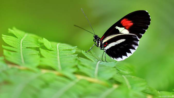 Gregsobieraj en Hamelin: Fauna, Heliconius melpomene Linnaeus, 1758, Heliconius
Nikon D7200 + Sigma 105mm F2.8 EX DG OS HSM MACRO 1:1
Foto tomada en un Ja...