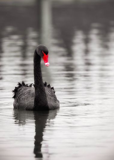 Jozsef Baricz en Hamelin: Fauna, The Black Swan 🦢

#animal #animals #swan #bird #birds #nature #natural #wild #wildlife #wildlifephotography #uk #outdoor...
