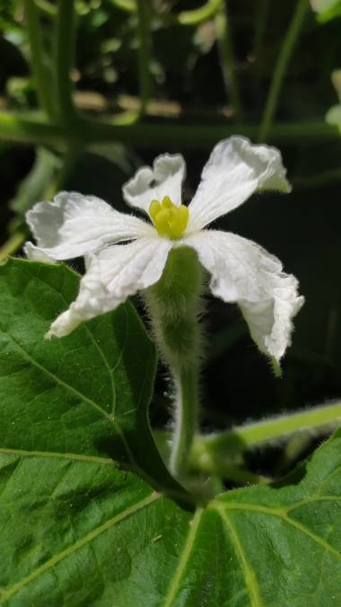 Fer ZM en Hamelin: Flora  (Colón), Lagenaria siceraria, Esta es la flor de una planta que produce la calabaza para nuestros tan amados mates en Argentina y...