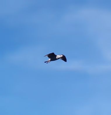 Mpinfante en Hamelin: Fauna, #Me ha sorprendido la coloración oscura de las alas y el abdomen. Acostumbrada a  la gaviota patiamarilla, esta no lo parece....