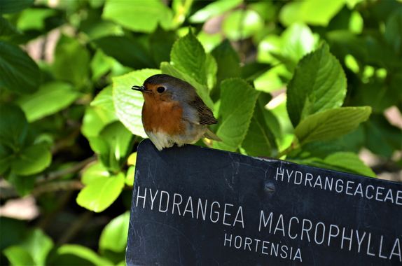 Jcmcl69 en Hamelin: Fauna  (Madrid), Erithacus rubecula (Linnaeus, 1758)