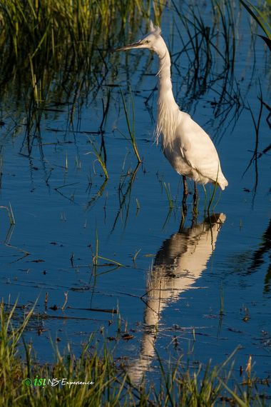 isidorogomez53 en Hamelin: Fauna  (Castelló d'Empúries), Egretta garzetta (Linnaeus, 1766), Creo que es una garza comun . 

#apfb 
#aves 
#aiguamollsempord...