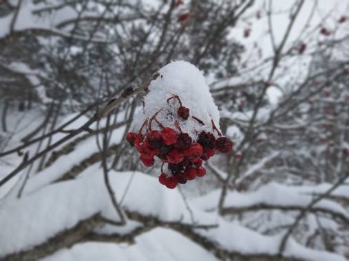 sofiabostonia en Hamelin: Flora  (Naut Aran), Sorbus aucuparia, Serbal blanco. #Invierno20