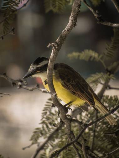 Pikeriel en Hamelin: Fauna, Pitangus sulphuratus (Linnaeus, 1766), #birds #bird #ave #aves #nature #pájaro