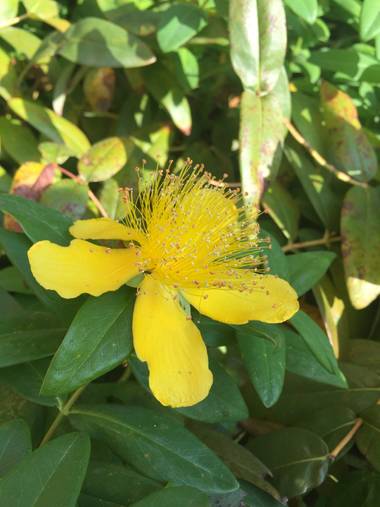 L4romero423 en Hamelin: Flora, Hypericum calycinum, #floramarilla 