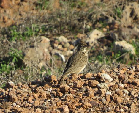 Solerantonio2 en Hamelin: Fauna  (Níjar), Cogujada comun