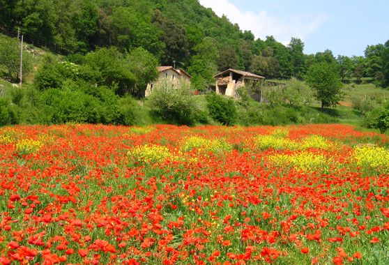 Manelsersol en Hamelin: Paisaje  (Olot), #rurales #rural#paisajesnaturales #naturaleza #roselles #flors #flowers #Catalunya #LaGarrotxa