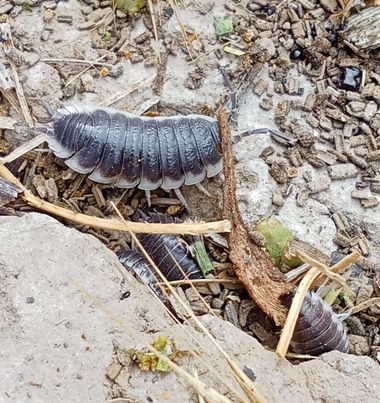 urihuetor en Hamelin: Fauna  (Comarca de Loja), Cochinilla de la humedad, el único crustáceo terrestre que existe hoy en día #crustaceo #fauna #animal #nat...
