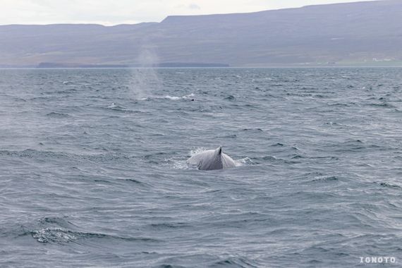 Ignoto en Hamelin: Fauna  (Iceland)
