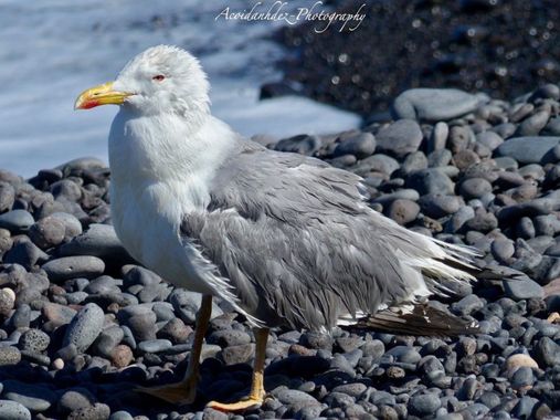 acoidan23 en Hamelin: Fauna, Larus michahellis J.F.Naumann, 1840, #aves21 #gaviotas #naturaleza #ave 
