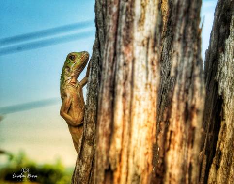 Karolina Rivera  en Hamelin: Fauna  (Barrancabermeja),  #macrofoto20