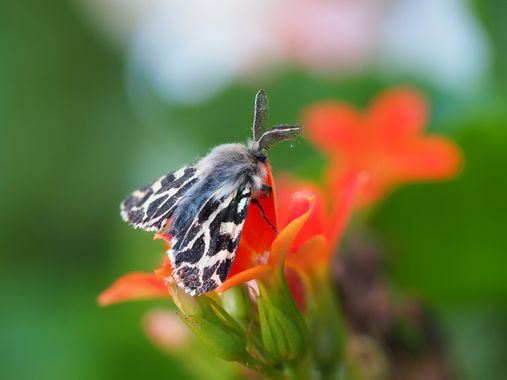 Juanma Varilla en Hamelin: Fauna  (Pilas), Ocnogyna baetica, #ocnogynabaetica 