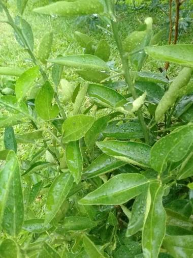 Supra3179 en Hamelin: Flora  (Chajarí), Luego de 38 grados de calor ! Llego la lluvia 🌱