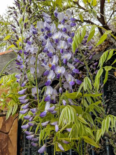 Raquelitacaceres1969 en Hamelin: Flora, Wisteria sinensis, La combinación perfecta.❤️🌼