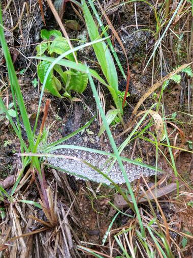 herman.castrillon en Hamelin: Fauna 