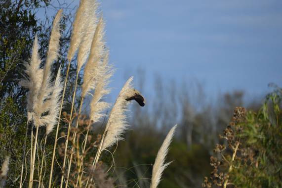 Doro en Hamelin: Fauna  (Maldonado), Boyerin 