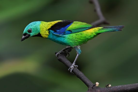 Ignicapillus en Hamelin: Fauna  (Ubatuba), Tangara seledon (P.L.S.Müller, 1776), Tangara arcoiris

Otro pájaro espectacular. La tangara arcoíris vive en el...
