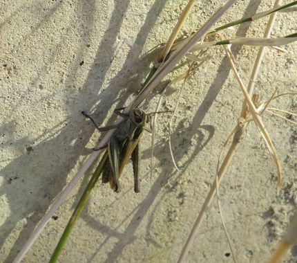 Solerantonio2 en Hamelin: Fauna  (Santa Cruz de Marchena), Insecto