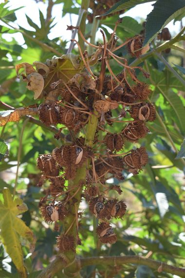Solerantonio2 en Hamelin: Flora  (Felix), Ricinus communis, Planta
